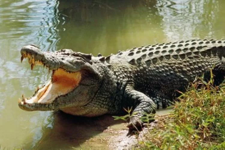 Buruh Tambak Udang di OKI Hilang Diterkam Buaya