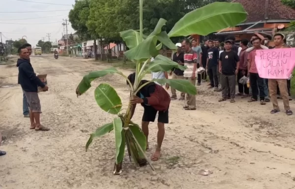 Protes Jalan Rusak Lampung Tengah Warga Bagikan Takjil Sambil Tanam Pohon Pisang