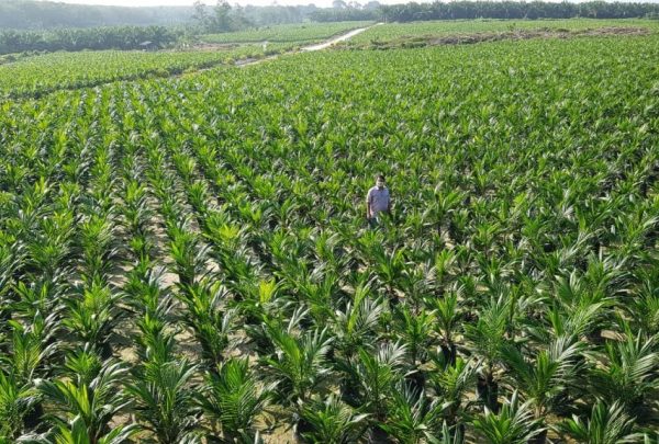 Usut Korupsi Program PSR 2023 Tipikor Polres Periksa Kadis Perkebunan Way Kanan