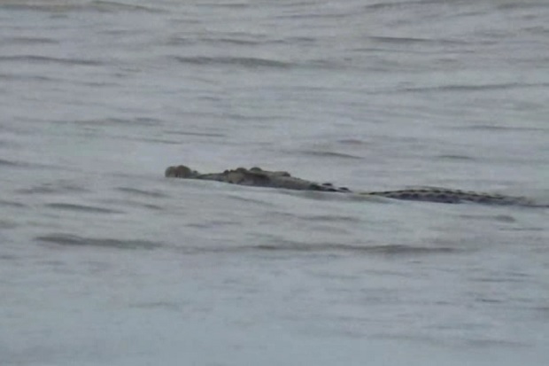 Buaya Muara Tiga Meter Intai Warga Berwisata di Pantai Sawmil Tanggamus