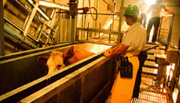 Daftar Sebelum Telat, Ini Manfaat Sertifikat Halal Bagi RPH dan RPU