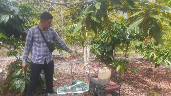 Jebakan Babi Tewaskan IRT di Lampung Barat