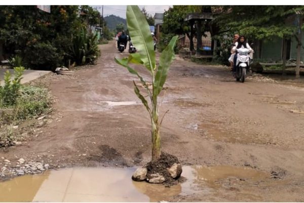 Protes Jalan Rusak Warga Gading Rejo Tanam Pohon Pisang Ditengah Jalan