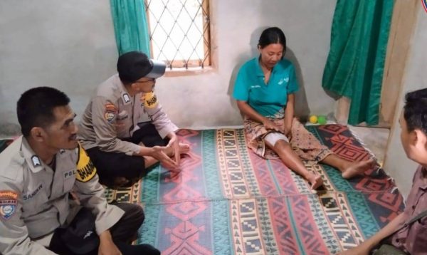 IRT di Tanggamus Nyaris Dimangsa Buaya Muara