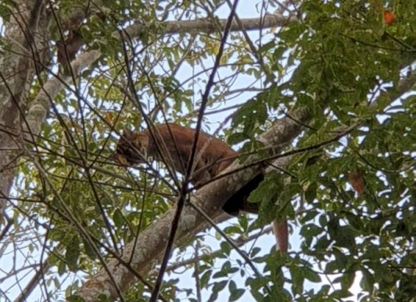 Harimau kelayapan dan Nangkring di Kebun Karet PTPN VII Dekat Kota Bandar Lampung