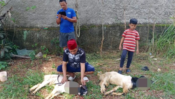 Sinarlampung.co Berbagi Daging Kurban