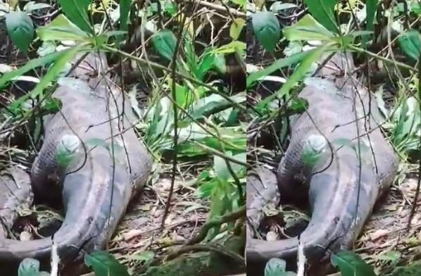 Mau Jual Hasil Kebun ke Desa Farida Dimangsa Ular Piton