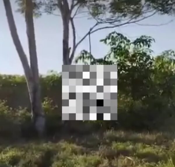 Depresi Mantan Istri Menikah Lagi, Duda di Lamtim Akhiri Hidup di Pohon Sengon