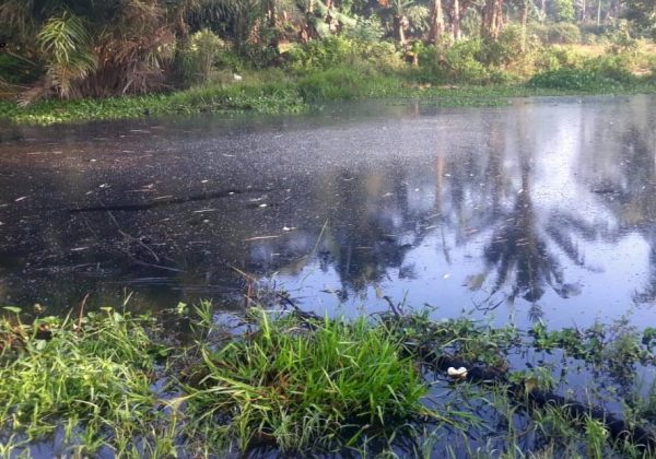 Soal Sungai Lingai Diduga Tercemar Limbah PT Menggala Sawit Indo, DLH Belum Pikirkan Tindakan