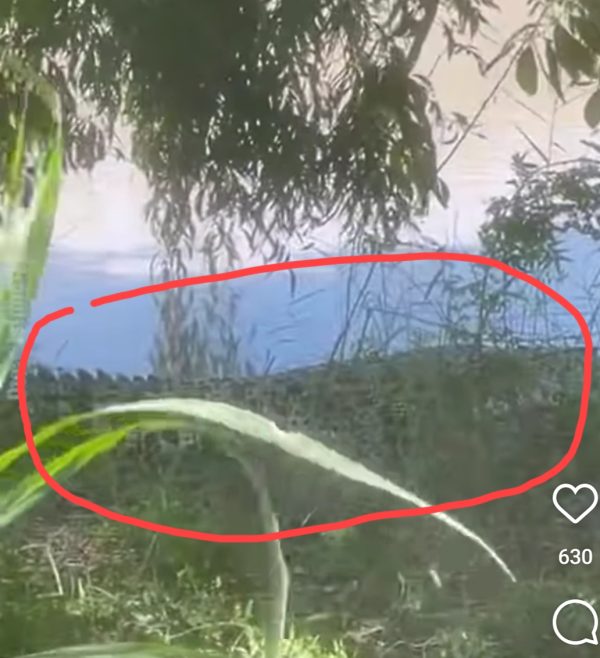 Puluhan Tahun Puasa, Buaya Sungai Way Sekampung Terkam Warga