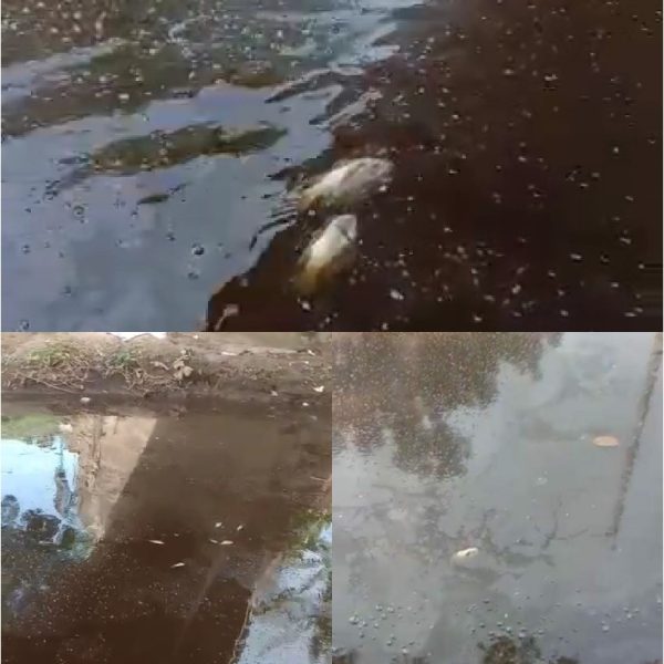 Walhi Soroti Pencemaran Limbah PT Juang Jaya, Ramai Protes DLH Baru Turun?