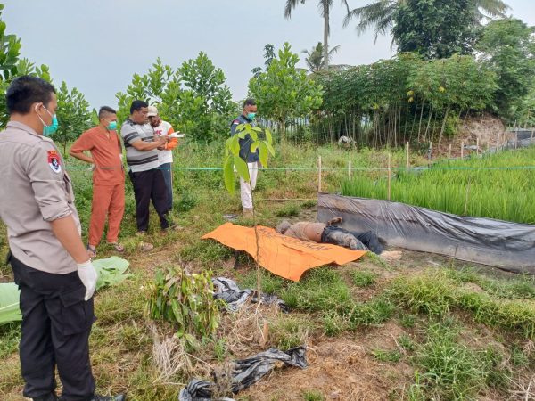 Mayat Anomin Disawah Petani di Sidorejo, Diduga Tersengat Listrik Jebakan Tikus