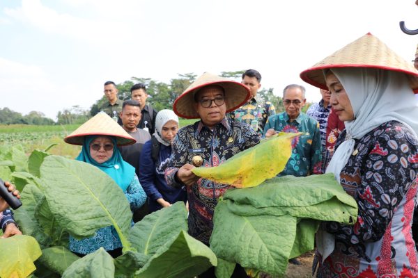 Pj Gubernur Lampung Ikut Panen Tembakau di Lampung Timur
