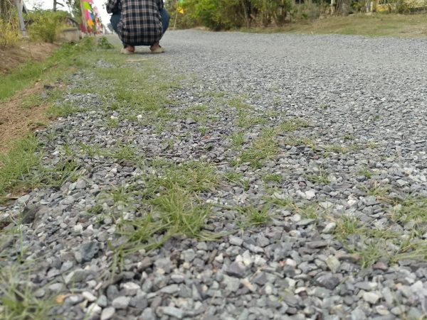 Warga Protes, Jalan Lingkungan PUPR di Tubaba Sudah Rusak dan Tumbuh Rumput