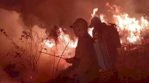 Kawasan TN Way Kambas Lampung Terbakar, Satwa Jalan Lambat Banyak Yang Mati TNWK Tuduh Pemburu Liar