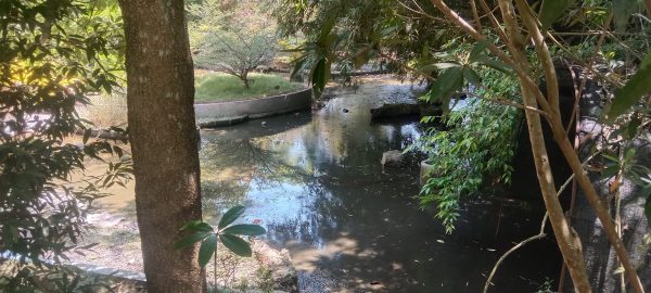 Sempat Dibanggakan, Taman Kura-kura Tubaba Kini Terbengkalai