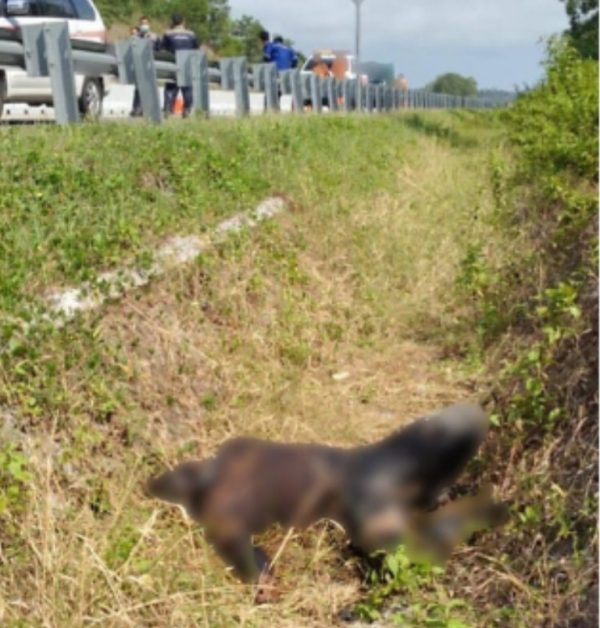 Mayat Tanpa Identitas Ditemukan Membusuk di Pinggir Tol Bakter, Terdapat Ponsel di Saku Korban