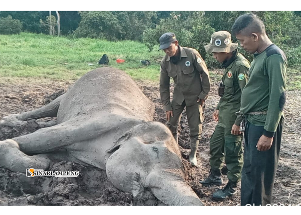 Balai TNWK Gagal Menjaga Hutan dan Keselamatan Gajah Sumatera