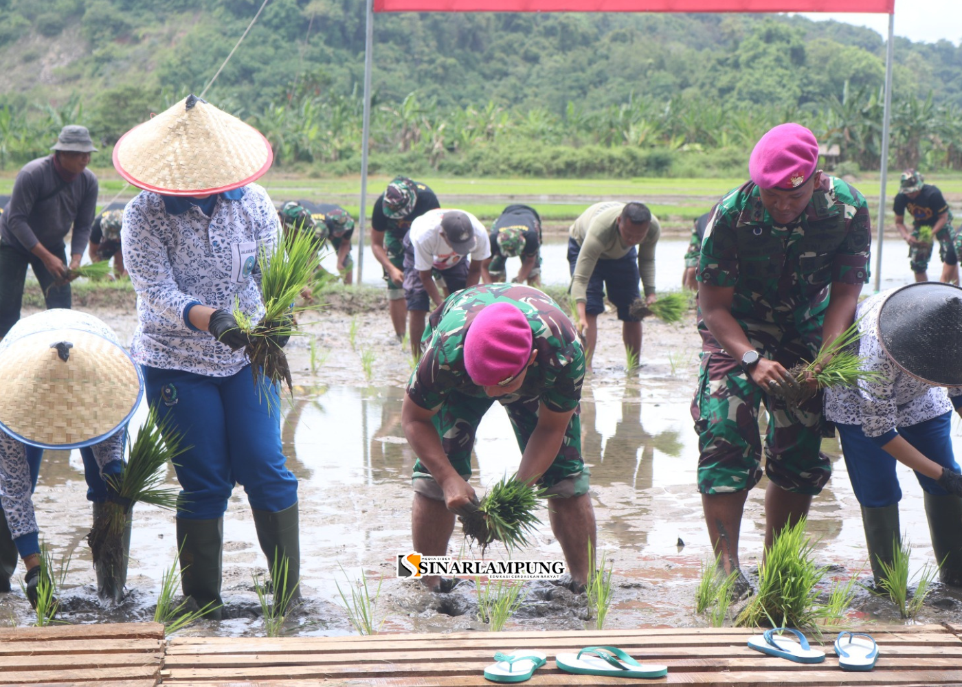 Danbrigif 4 Mar/BS Tanam Padi di Lahan Ketahanan Pangan Yonif 9 Marinir