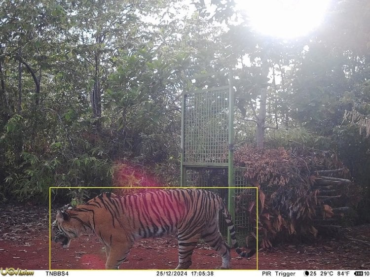 Terekam Camera Pengintai Harimau Melintasi Kandang Jebakan di Pekon Rawas Pesisir Tengah