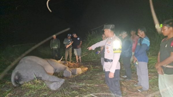 Lagi Gajah di Taman Nasional Way Kambas Mati