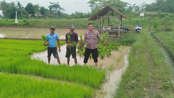 Selain Bantu Tanam Padi, Kapolsek Sidomulyo Dengarkan Keluh Kesah Petani