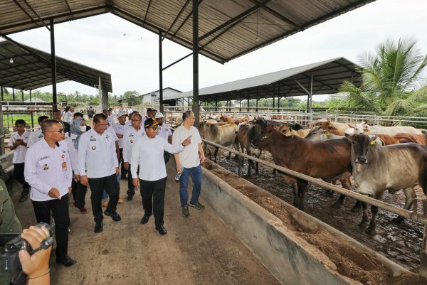 Pj. Gubernur Samsudin Kunjungi Usaha Peternakan Sapi Potong Hasil Integrasi Perkebunan Sawit dengan Perusahaan Peternakan di Desa Candimas