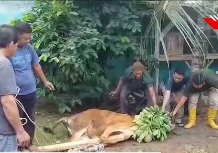 Pertahana Lampung Tengah Tumbang Warga Sukuran Potong Sapi, KPU Tetapkan Ardito-Komang