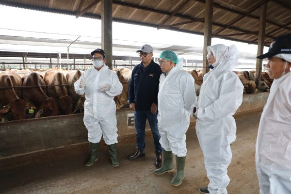 Samsudin bersama Dirjen PKH Kementan Agung Suganda Saksikan Vaksinasi PMK dan Penyakit LSD Ternak Sapi di Lampung Tengah