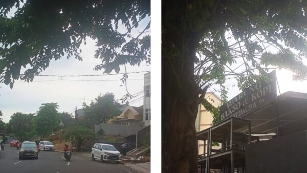 Pohon dan Kabel Optik di Jalan Patimura Bandar Lampung Membahayakan
