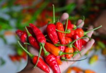 Faktor Cuaca, Harga Cabai Rawit di Mataram Tembus Rp80 Ribu per Kilogram