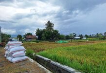 Lombok Utara Targetkan Perluasan Lahan Tanam Padi pada MT2 2026