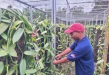 Ekspor Vanili Organik NTB Tetap Berjalan di Tengah Ketidakpastian Global