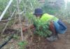 Petani Suela Terapkan Irigasi Tetes untuk Jaga Produktivitas Lahan Kering
